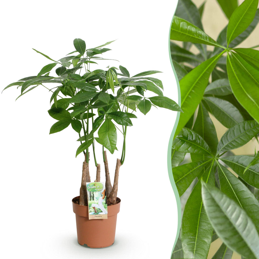 Green BoutiQ - Green is... Plantes d'intérieur - Pachira Aquatica multi-troncs - Arbre à monnaie - Peu d'entretien - Vert - 1 Plante - Pot 17cm - Hauteur 50-55cm