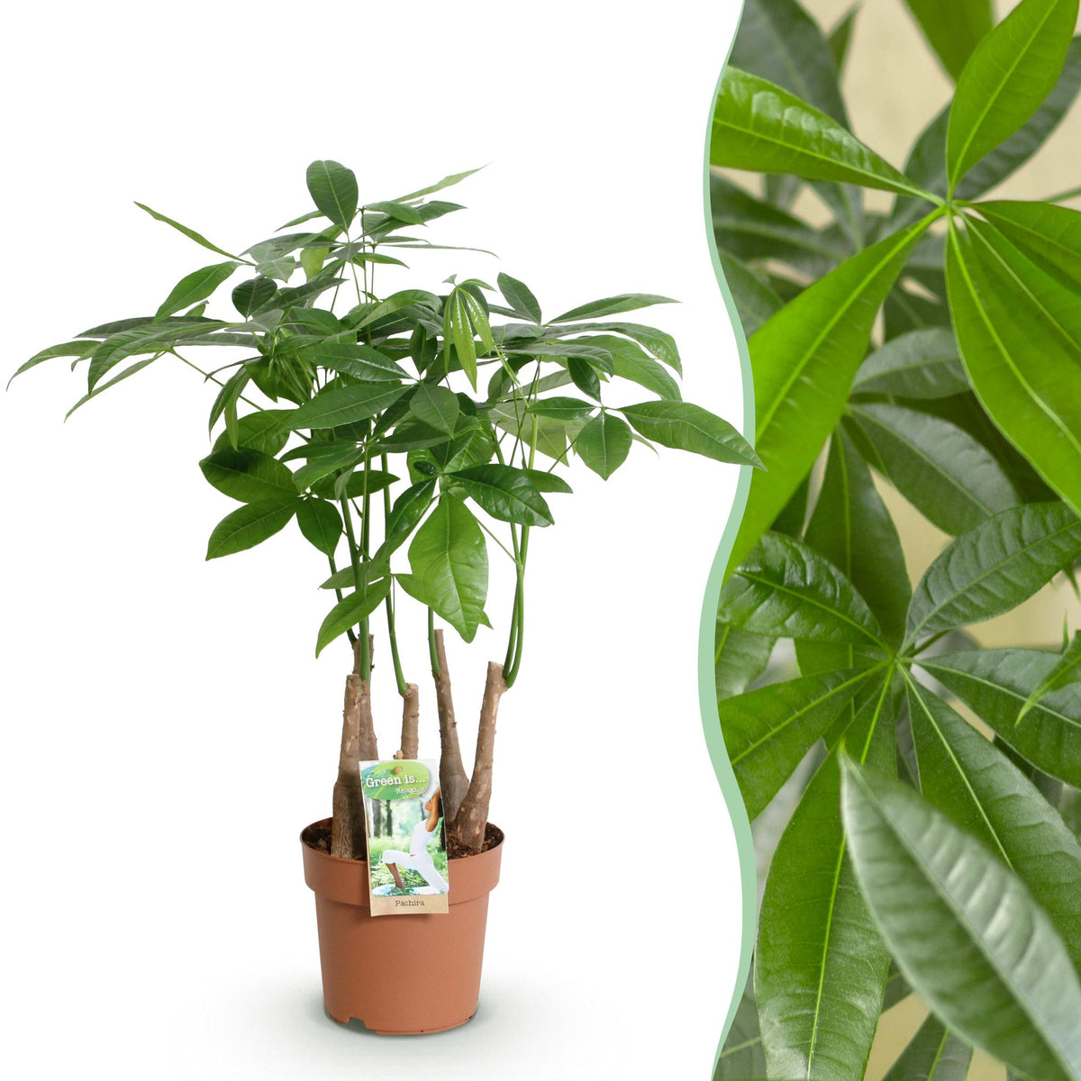 Green BoutiQ - Green is... Plantes d'intérieur - Pachira Aquatica multi-troncs - Arbre à monnaie - Peu d'entretien - Vert - 1 Plante - Pot 17cm - Hauteur 50-55cm
