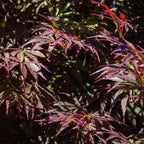 Green boutiQ - Plante de terrasse - Érable du Japon - Acer palmatum Trompenburg - Violet foncé - 2 plantes - Caduc - Pot 19cm Hauteur 70cm