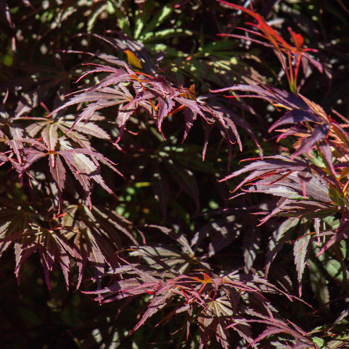 Green boutiQ - Plante de terrasse - Érable du Japon - Acer palmatum Trompenburg - Violet foncé - 2 plantes - Caduc - Pot 19cm Hauteur 70cm