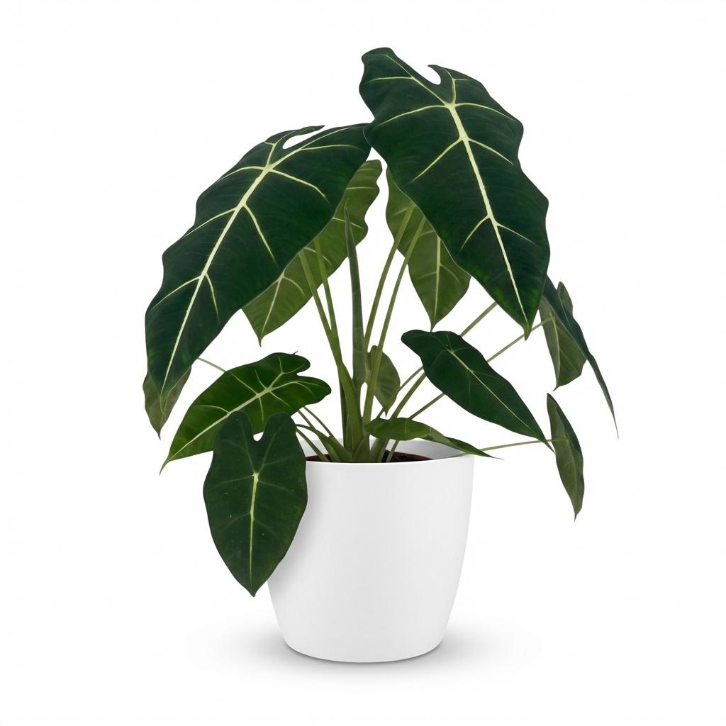 Green boutiQ - Plante d'intérieur - Oreille d'éléphant - Alocasia Frydek - Vert - Peu d'entretien - 1 Plante - avec Pot Blanc - Pot 19cm - Hauteur 60cm