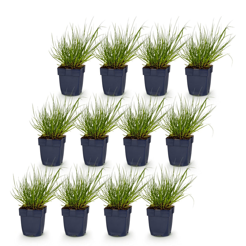 Green boutiQ - Grasses - Panicum virg. Northwind - Prairie Grain - With Plume - Green - 12 Plants - Pot 11cm - Height 15-25cm