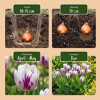 120x Tulipa Flaming Flag - Tulipe Flaming Flag - Blanc et violet - Floraison printanière - Calibre 11/12