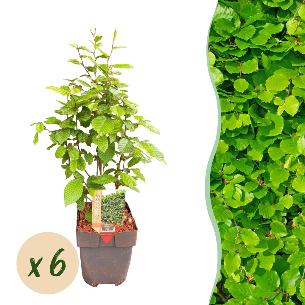 Green boutiQ - Haies - Carpinus betulus - feuillage vert - 6 plantes - 1 mètre linéaire - caduc - pot 17 cm hauteur 55 cm