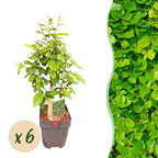 Green boutiQ - Haies - Carpinus betulus - feuillage vert - 6 plantes - 1 mètre linéaire - caduc - pot 17 cm hauteur 55 cm