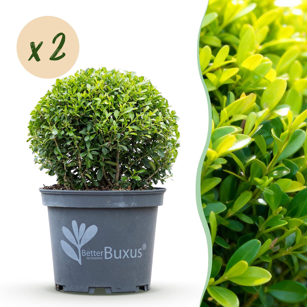 Green boutiQ - Boule de buis - BetterBuxus Skylight - Résistant à la maladie du buis - 2 plantes - pot 23cm, boule 25cm