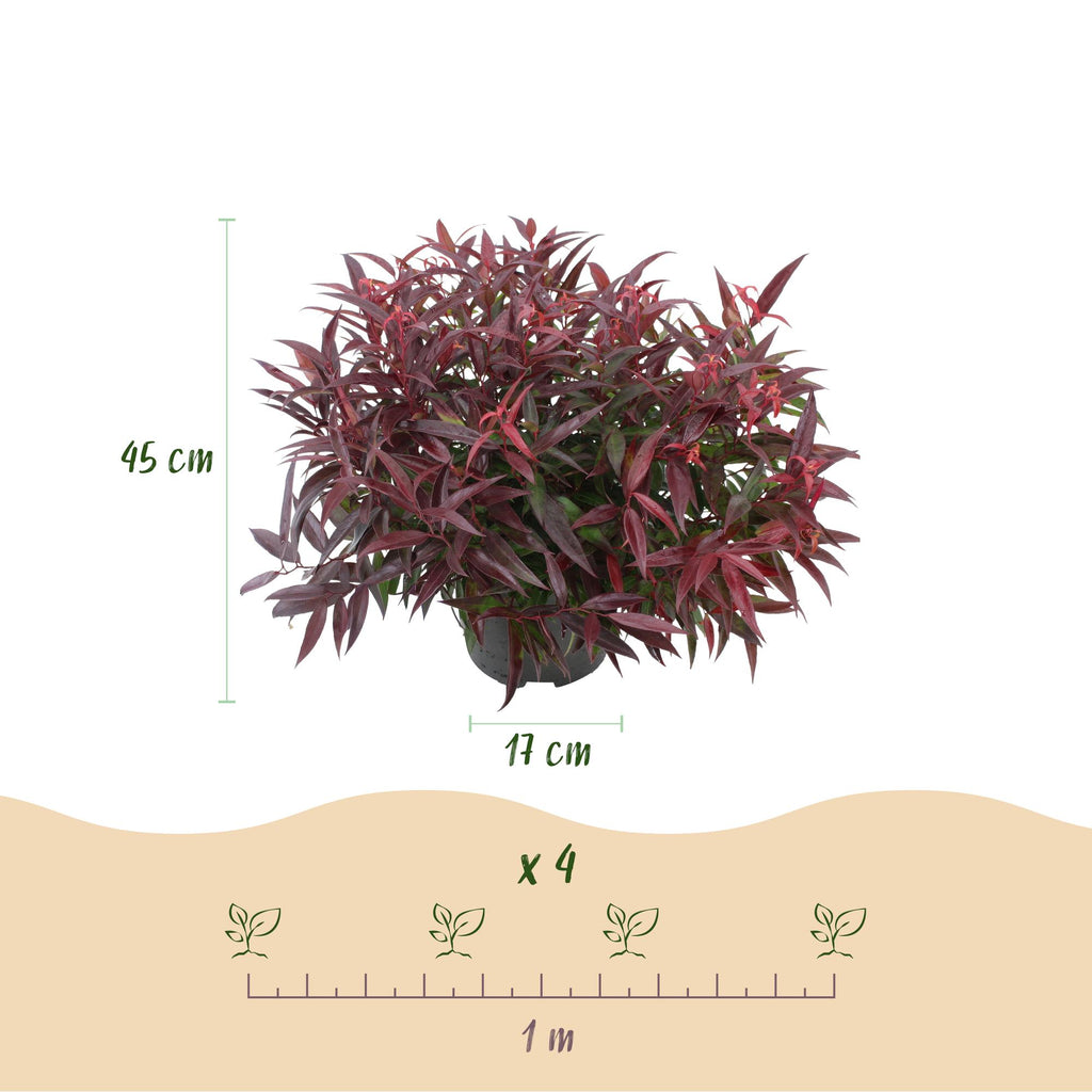 Green boutiQ - Gartenpflanze - Leucothoe Burning Love - Rot - 2 Pflanzen - Immergrün - Pflegeleicht - Topf 17cm Höhe 45cm