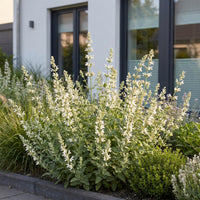 Green boutiQ - Vasteplant - Nepeta faassenii Snowflake - Kattenkruid - Bijen en Vlinderlokkers - Wit - 6 Planten - Pot 11cm - Hoogte 15-25cm