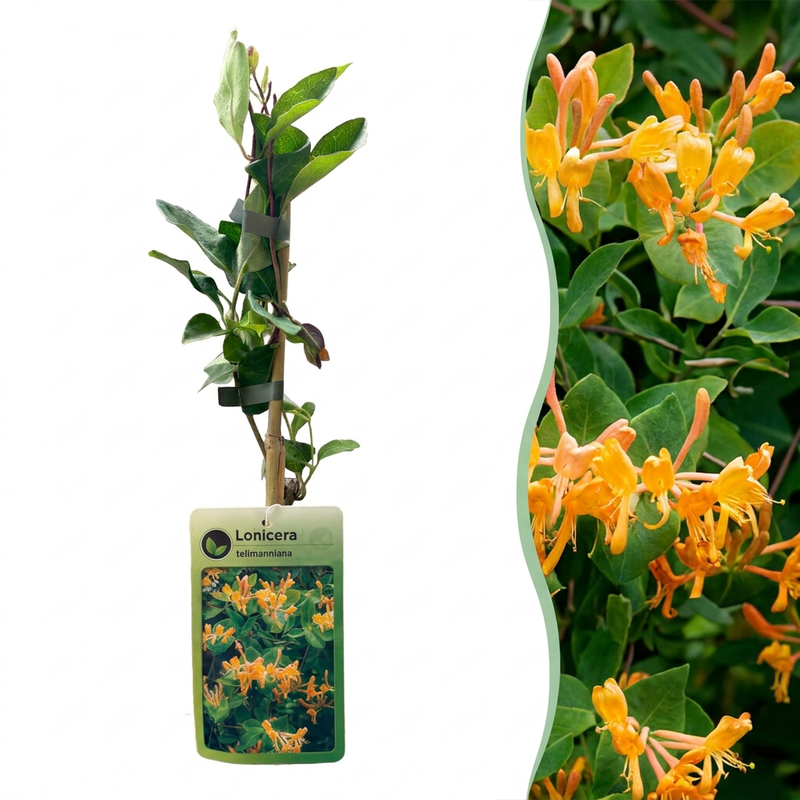 Lonicera tellmanniana - Tellmann-Geißblatt - Orange - Gelb - Kletterpflanze - Ø9cm - ↕35cm