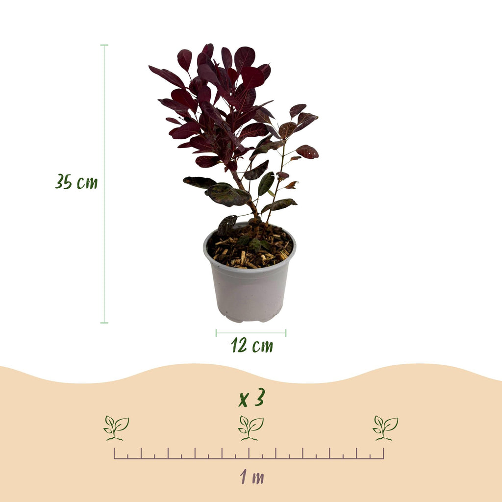 Green boutiQ - Plante de jardin - Cotinus coggygria Lilla - Violet 3 Plantes - Caduc - Peu d'entretien - Pot 12cm Hauteur 35cm