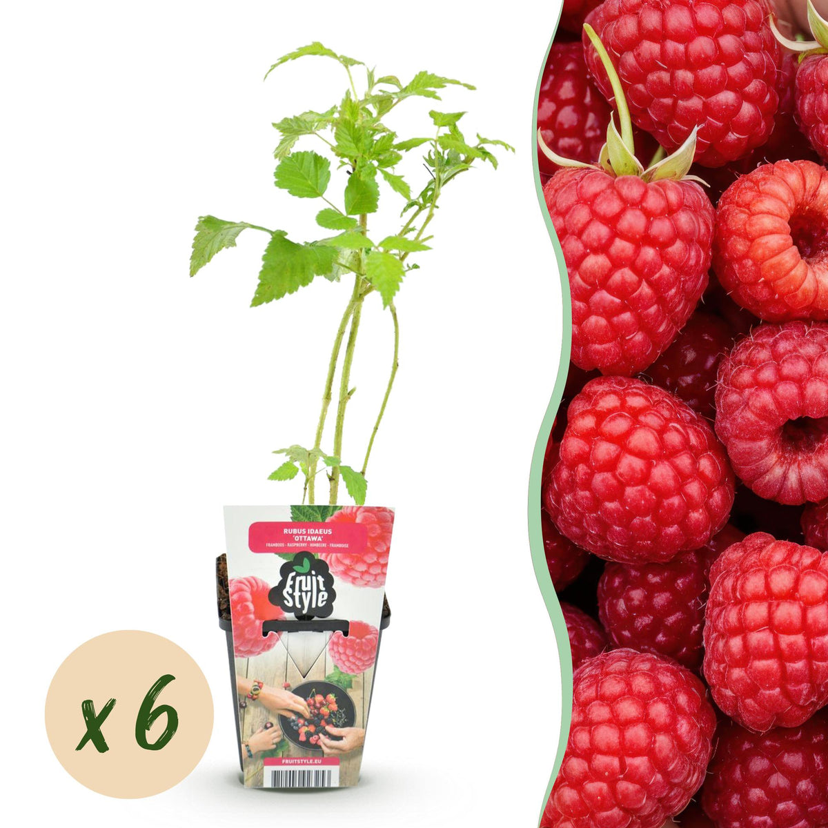 Green boutiQ - Plants fruitiers - Framboisier - Rubus idaeus Ottawa - Rustique - 6 plantes - Pot 9 cm - Framboise rouge
