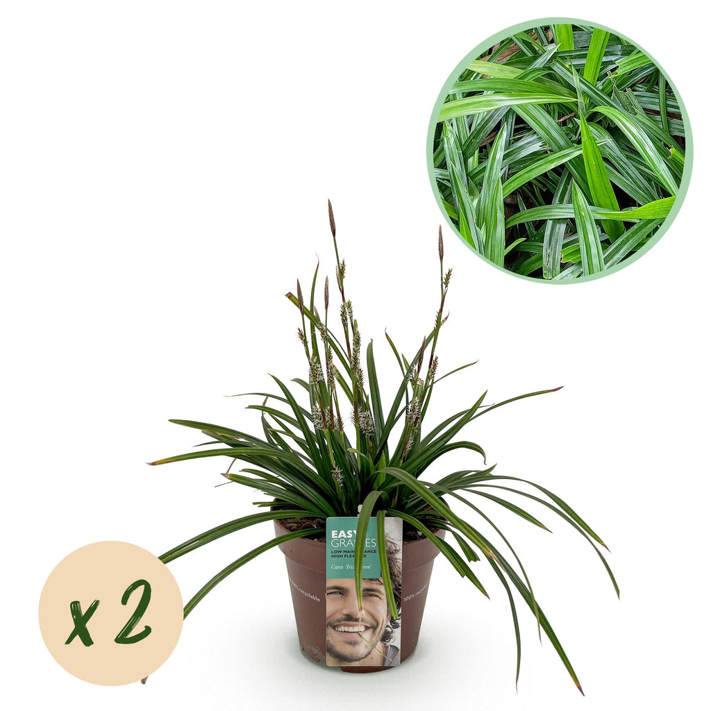 Green boutiQ - Graminées ornementales - Carex morrowii Irish Green - Vert & Jaune - 2 Plantes - Persistant - Faible entretien - Pot 17cm Hauteur 50cm