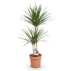 Green BoutiQ - Green is... Zimmerpflanzen - Dracaena Marginata - Drachenbaum - Pflegeleicht - Grün - 1 Pflanze - Topf 21cm - Höhe 90-100cm
