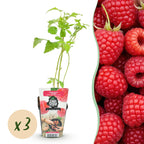 Green boutiQ - Plants fruitiers - Framboisier - Rubus idaeus Ottawa - Rustique - 3 plantes - Pot 9 cm - Framboise rouge