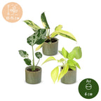 3x Baby Tropical Mix - Various colours - Tropical - incl. Linnea Olive - Ø6cm - ↕10-15cm