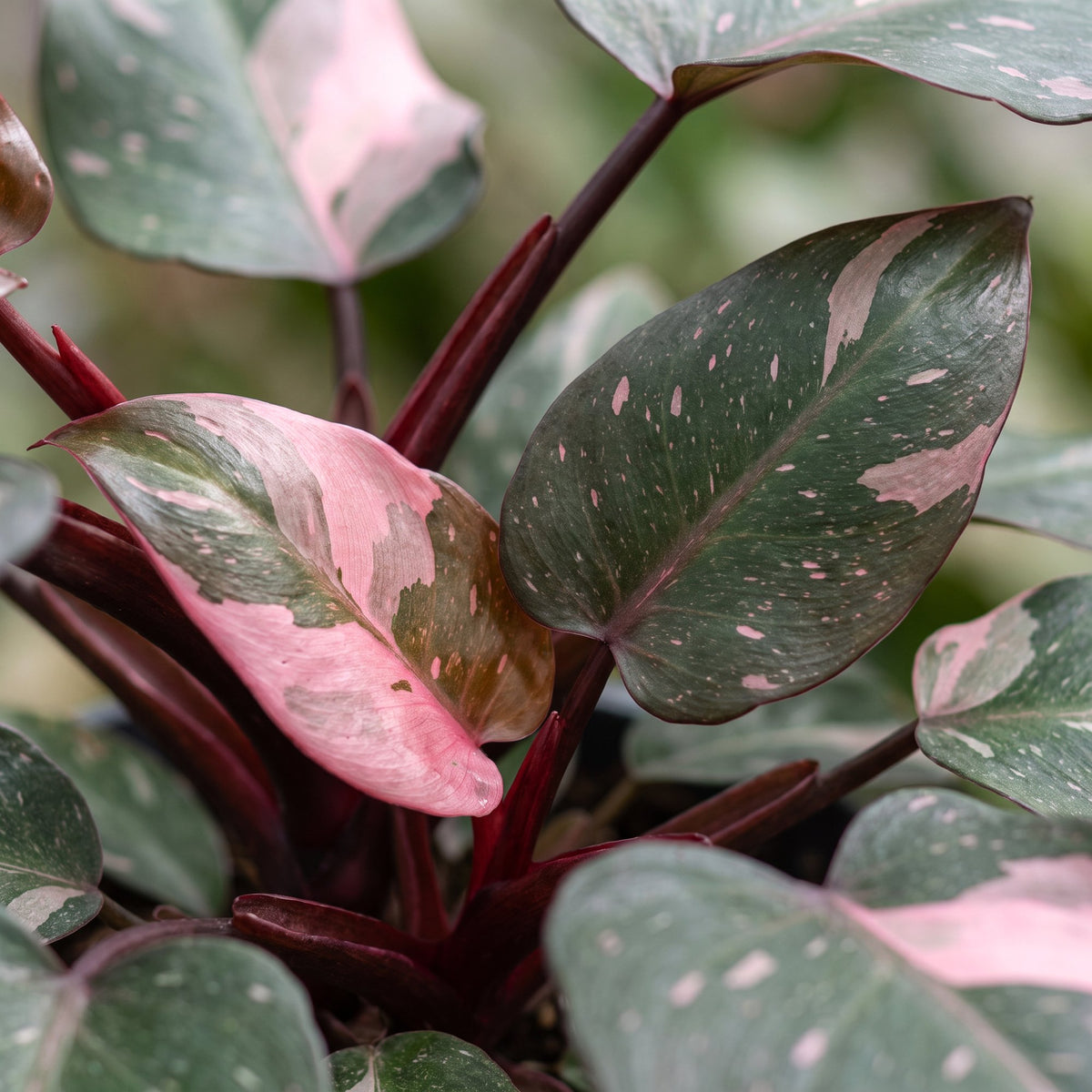Philodendron Pink Princess Marble - Pink Princess Marble Philodendron - Green - Pink - Tropical - Ø6cm - ↕12cm