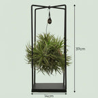 Tillandsia plante aérienne en décoration - Ø 14 cm - Hauteur : 37 cm