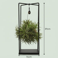 Tillandsia Luchtplant in Decor - Ø 14 cm - Hoogte: 37 cm