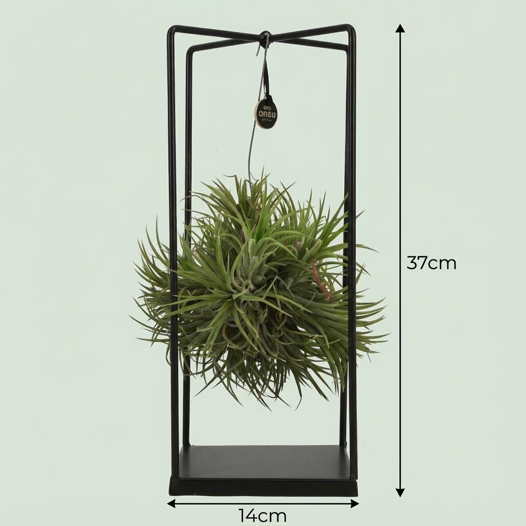 Tillandsia plante aérienne en décoration - Ø 14 cm - Hauteur : 37 cm