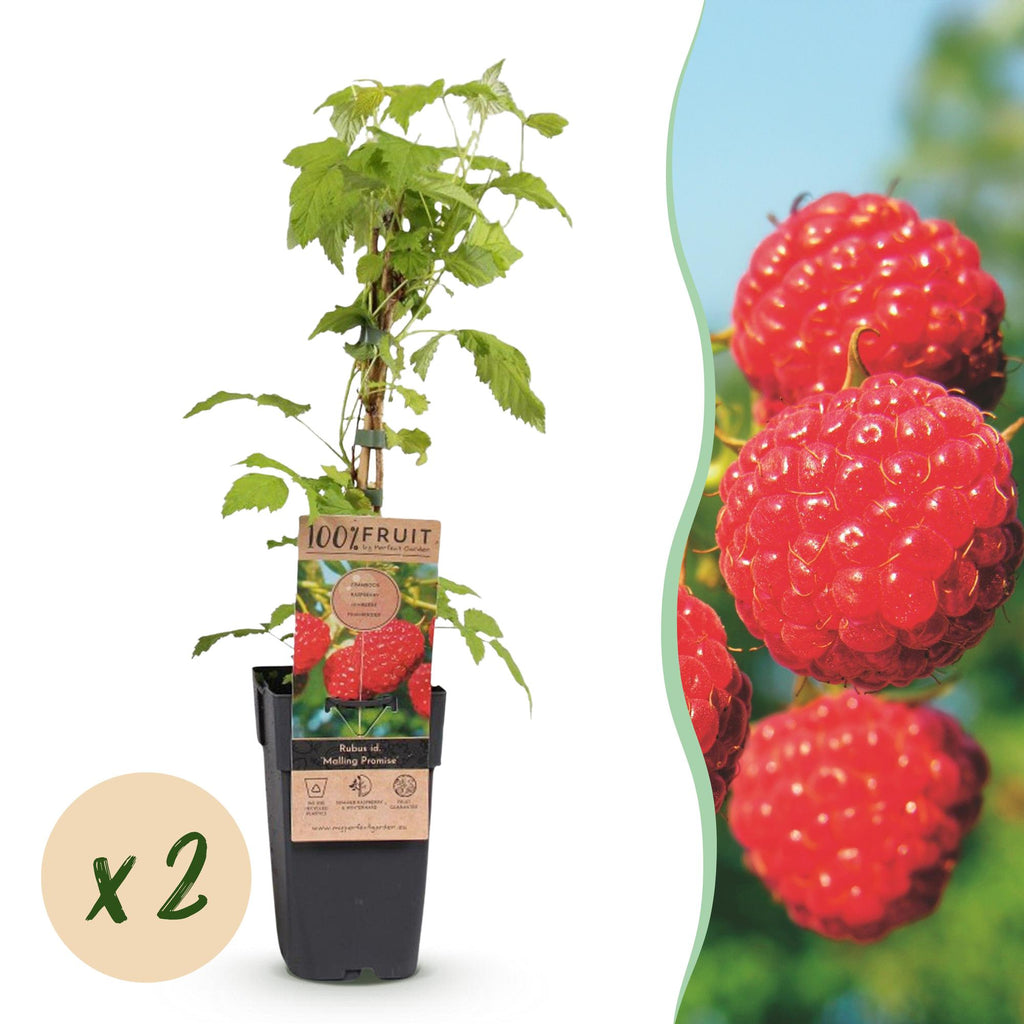 Green boutiQ - Framboisier - Rubus idaeus Malling Promise - Plant de framboisier - Rustique - Framboise rouge - 2 plantes - Pot 15 cm - Hauteur 50 cm