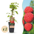 Green boutiQ - Framboisier - Rubus idaeus Malling Promise - Plant de framboisier - Rustique - Framboise rouge - 2 plantes - Pot 15 cm - Hauteur 50 cm