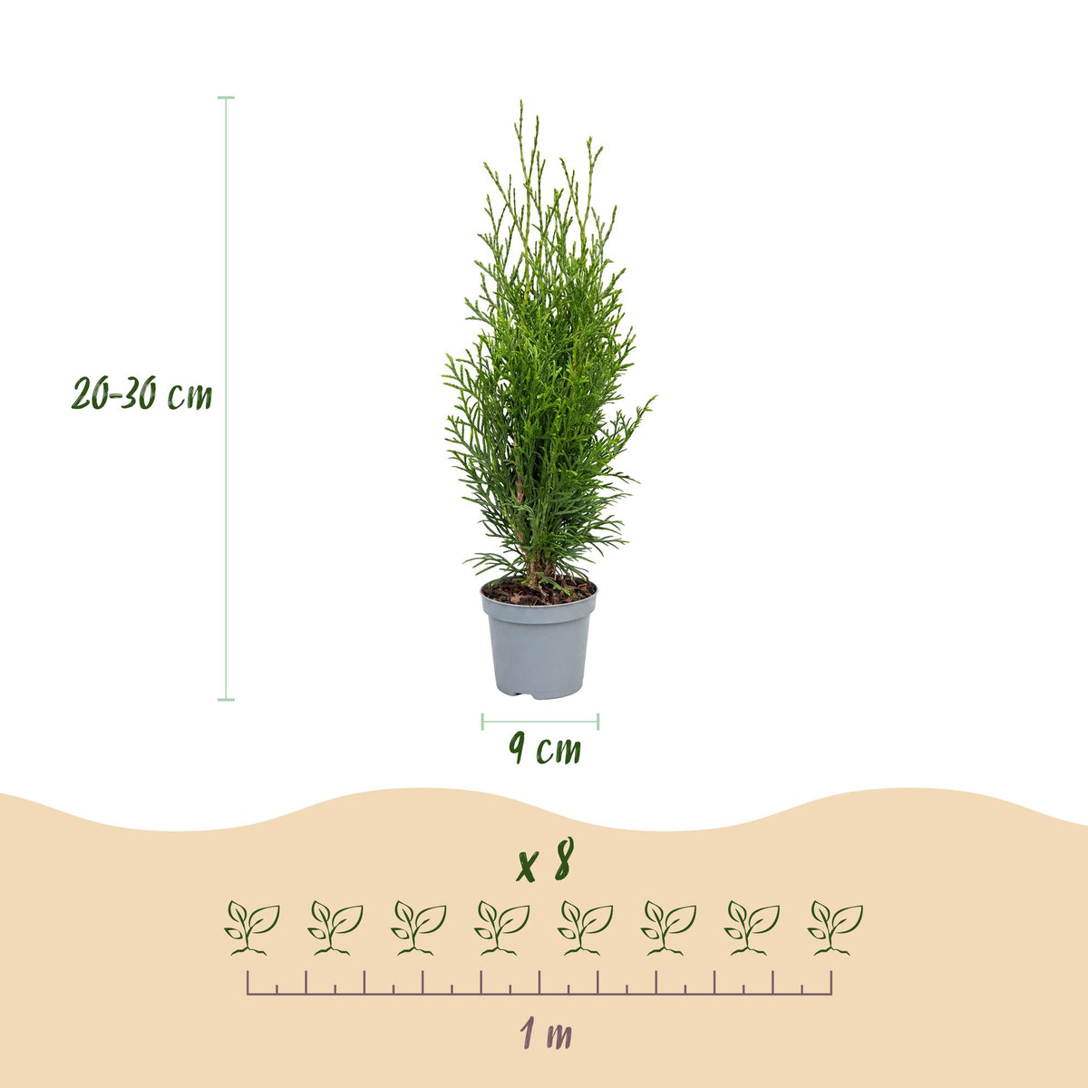 Green boutiQ - 16x Thuja occidentalis Smaragd - Levensboom - Haagplanten - Groenblijvend - Groen - Pot 9cm - Hoogte 20-30cm