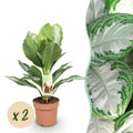 Green BoutiQ - Green is... Plantes d'intérieur - Aglaonema Silver Bay - Feuille argentée - Peu d'entretien - Vert - 2 plantes - Pot 17cm - Hauteur 70-75cm