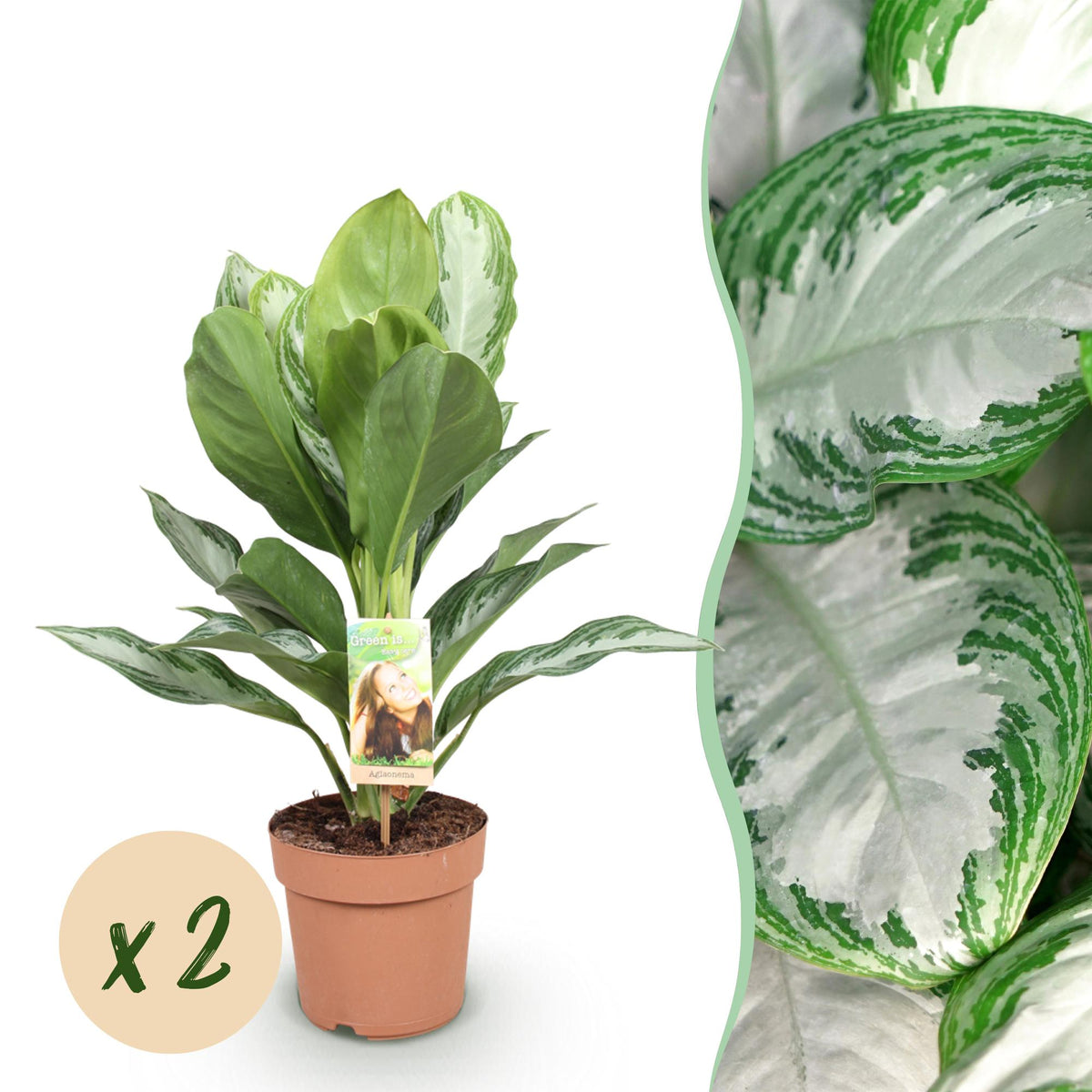 Green BoutiQ - Green is... Plantes d'intérieur - Aglaonema Silver Bay - Feuille argentée - Peu d'entretien - Vert - 2 plantes - Pot 17cm - Hauteur 70-75cm