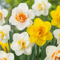 80x Narcissus Double mix - Gevulde narcis mix - Geel en Wit - Voorjaarsbloeier - Bolmaat 12/14