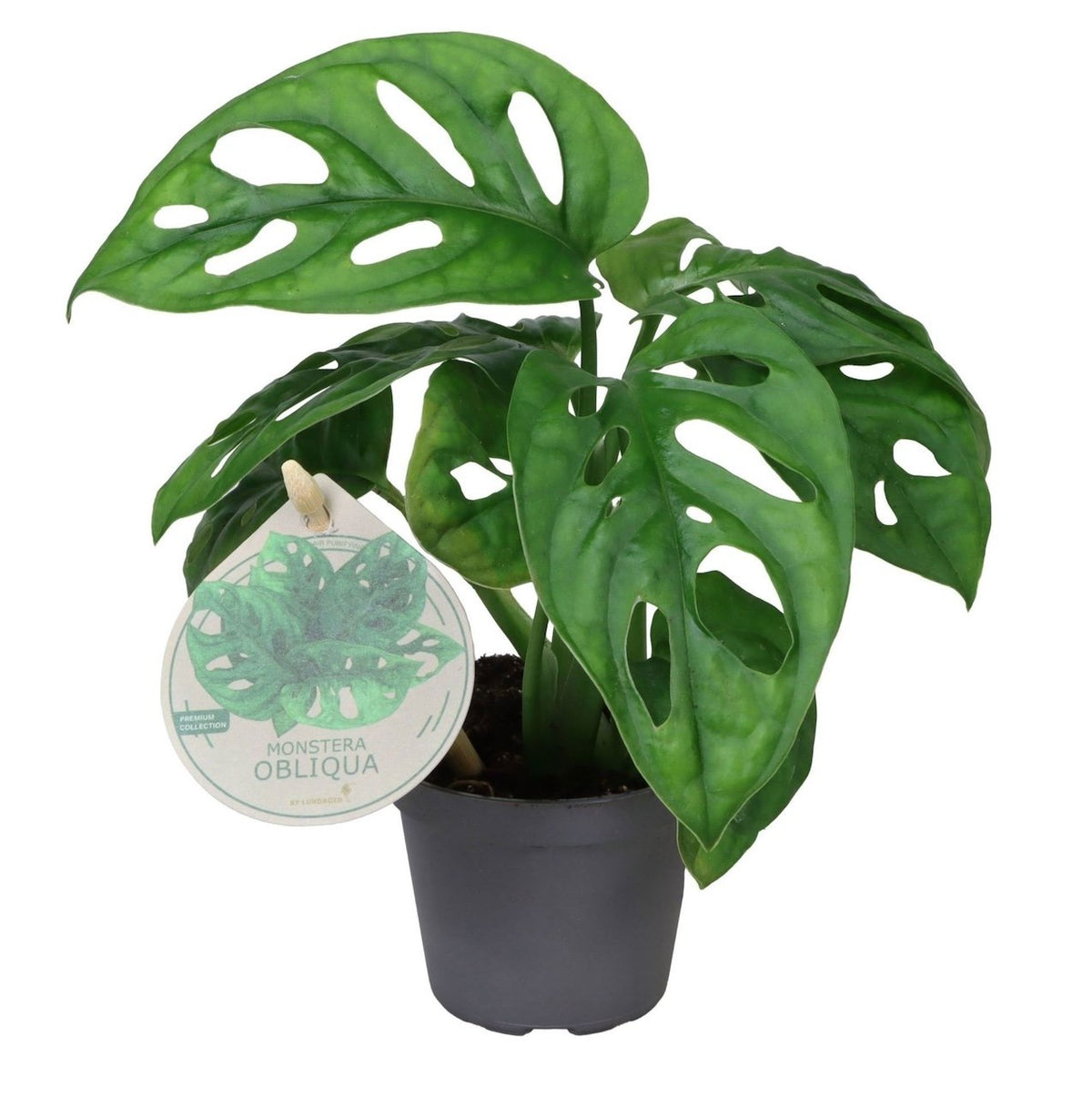 Monstera Obliqua - Unicorn Plant - Green - Tropical - Ø6cm - ↕12cm