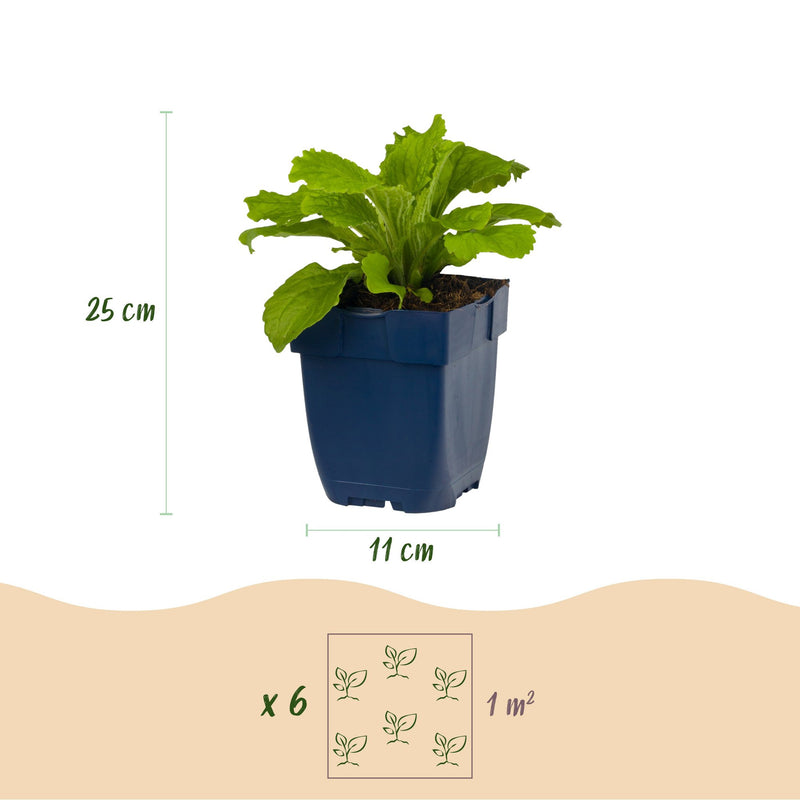 Green boutiQ - Vasteplant - Digitalis Tricolour - Vingerhoedskruid - Schaduw - Roze - Paars - Wit - 24 Planten - Pot 11cm - Hoogte 15-25cm