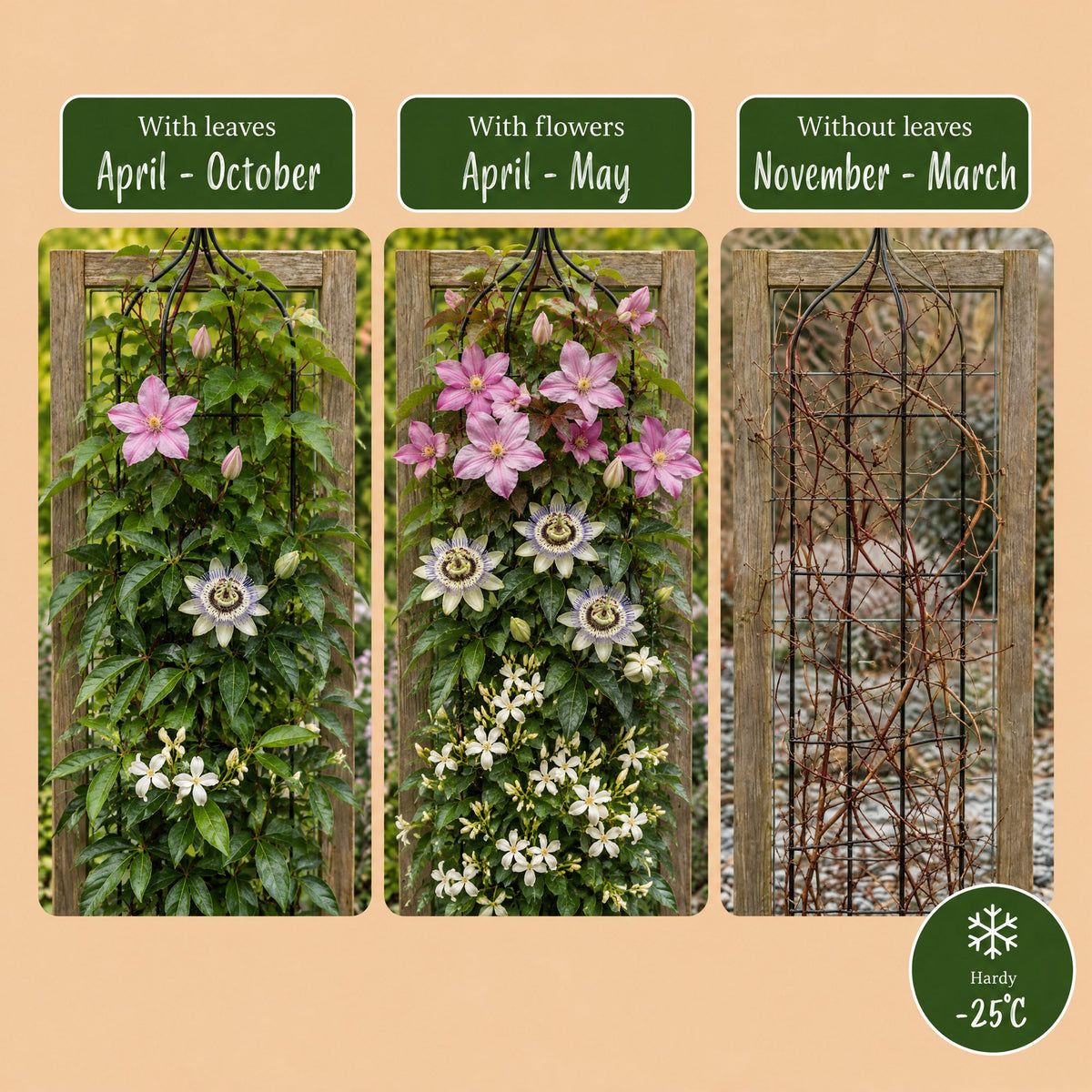 12x Klimplaten Tricolor Colourfull - Tricolor climbing plant - Light Pink - White - Purple - Climber - Ø9cm - ↕35cm