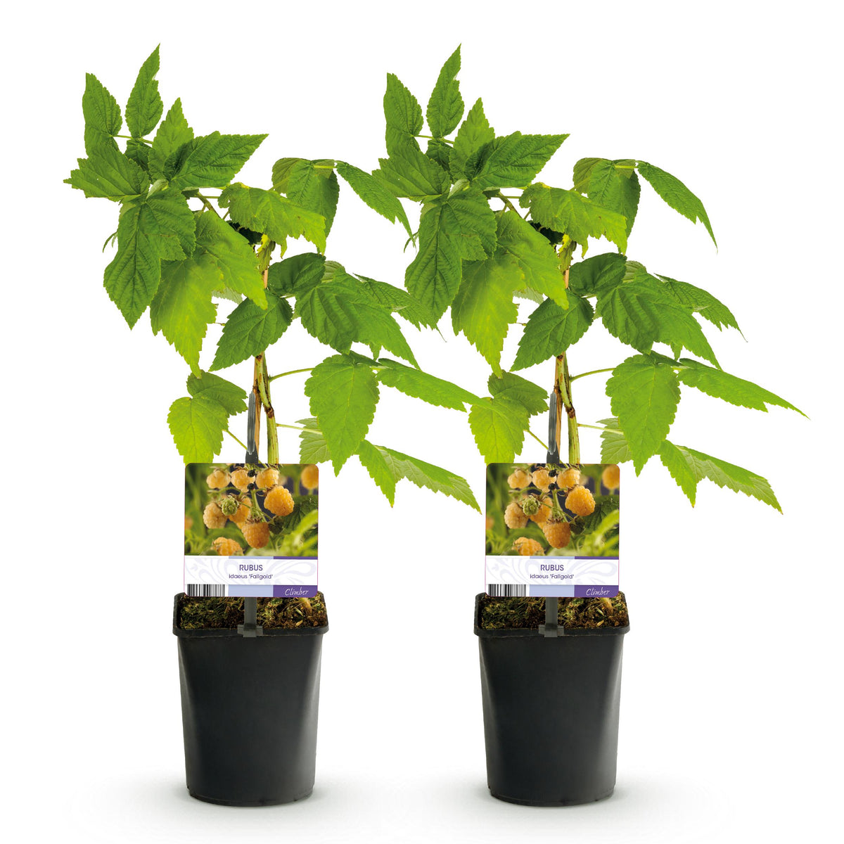 Green boutiQ - Fruitplant - Framboos - Rubus idaeus Fallgold  - Gele Framboos - 2 planten -  Pot 11cm Hoogte 40cm