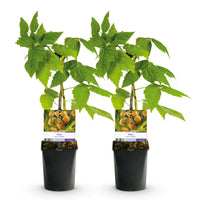 Green boutiQ - Fruitplant - Framboos - Rubus idaeus Fallgold  - Gele Framboos - 2 planten -  Pot 11cm Hoogte 40cm