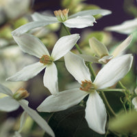 Green boutiQ - Klimplant - Clematis armandii - Bloem Wit - Groenblijvend - Weinig onderhoud - 1 plant Pot 11cm Hoogte 40cm