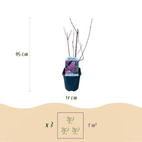 Green boutiQ - Heesters - Deutzia Gracilis