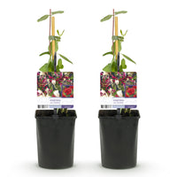 Green boutiQ - Kamperfoelie - Lonicera Serotina - Bloem Roze met Wit - Weinig onderhoud - 2 planten - Pot 11cm Hoogte 40cm