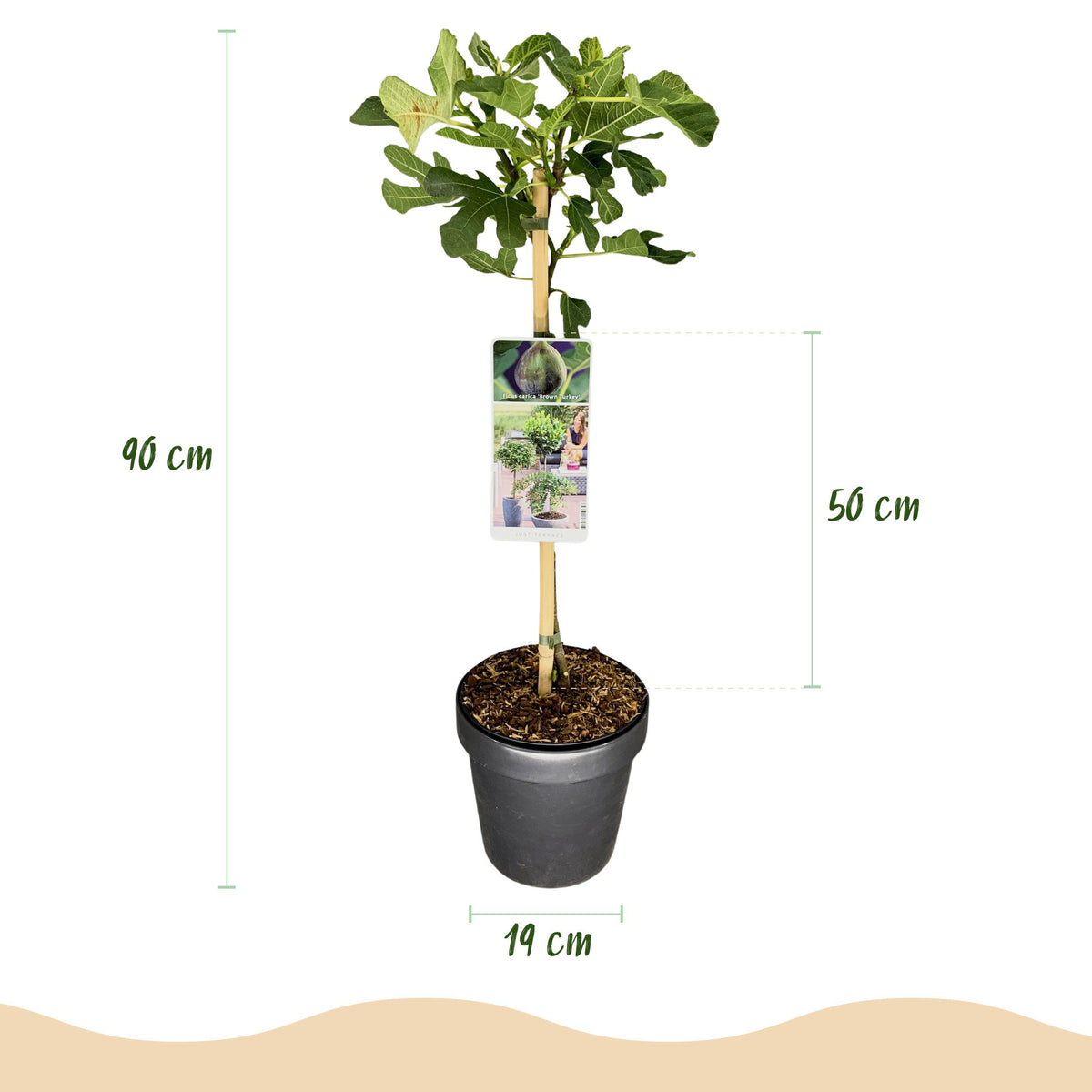Green boutiQ - Plant op Stam - Ficus carica Brown Turkey - Terras Plant - Bladverliezend - Winterhard - Groene Vrucht - Pot 19cm Hoogte 90cm