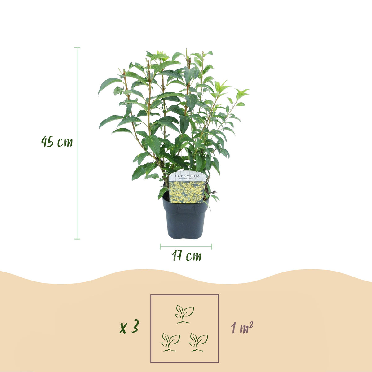 Green boutiQ - Heesters - Forsythia intermedia Goldrauch  - Bloem Geel - 1 Plant - Bladverliezend - Weinig Onderhoud - Pot 17cm Hoogte 45cm