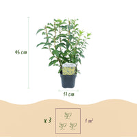 Green boutiQ - Heesters - Forsythia intermedia Goldrauch  - Bloem Geel - 1 Plant - Bladverliezend - Weinig Onderhoud - Pot 17cm Hoogte 45cm