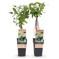 Green boutiQ - Fruitplant - Honingbes - Lonicera caerulea Kamchatika - Blauwe Bes - 2 planten - Pot 15cm Hoogte 50cm