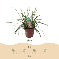 Green boutiQ - Siergrassen - Carex oshimensis Intense Green - Groen - 1 Plant - Groenblijvend - Winterhard - Pot 17cm Hoogte 50cm