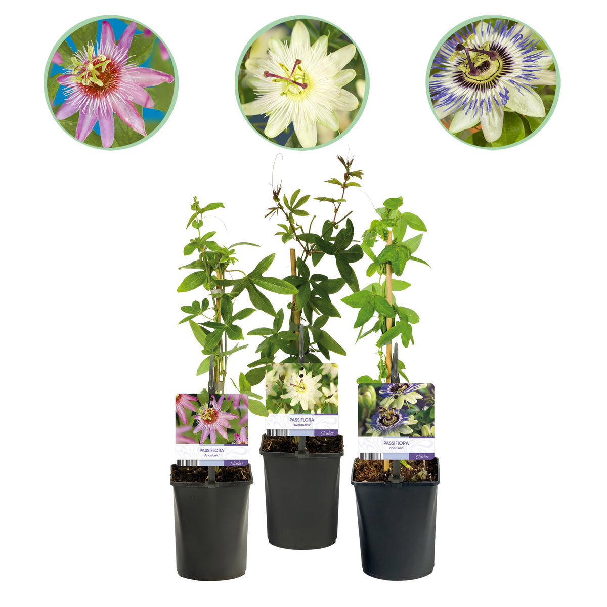 Green boutiQ - Passiebloem - Passiflora Tricolour  - Bloem Roze Wit Paars - Weinig onderhoud - 3 planten - Pot 11cm Hoogte 40cm