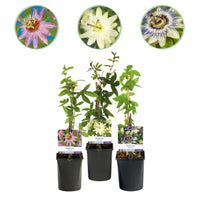 Green boutiQ - Passiebloem - Passiflora Tricolour  - Bloem Roze Wit Paars - Weinig onderhoud - 3 planten - Pot 11cm Hoogte 40cm