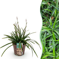 Green boutiQ - Siergrassen -  Carex morrowii Irish Green - Groen & Geel - 1 Plant - Groenblijvend - Winterhard - Pot 17cm Hoogte 50cm