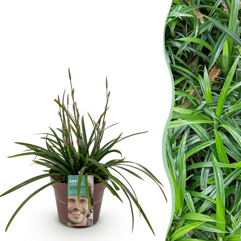 Green boutiQ - Siergrassen -  Carex morrowii Irish Green - Groen & Geel - 1 Plant - Groenblijvend - Winterhard - Pot 17cm Hoogte 50cm