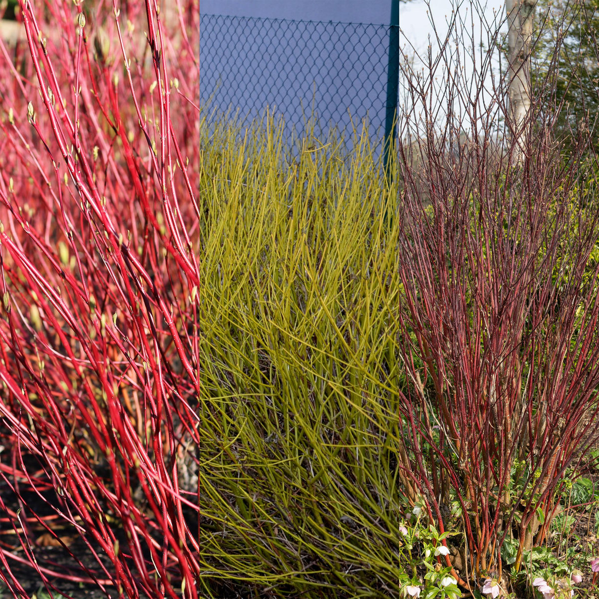 Green boutiQ - Heesters - Cornus alba Tricolour - Mix van Rode, Groene En Paarse Takken - 3 Planten - Bladverliezend - Weinig Onderhoud - Pot 17cm Hoogte 45cm