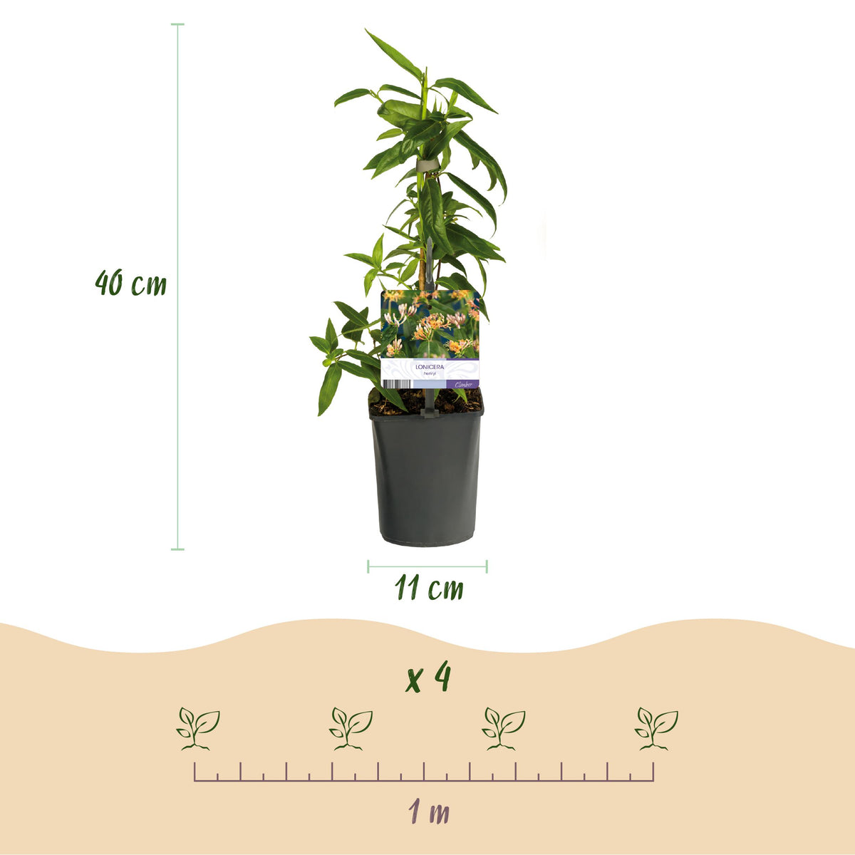 Green boutiQ - Kamperfoelie - Lonicera henryi - Bloem Roze - Weinig onderhoud - 2 planten - Pot 11cm Hoogte 40cm