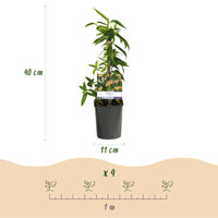 Green boutiQ - Kamperfoelie - Lonicera henryi - Bloem Roze - Weinig onderhoud - 2 planten - Pot 11cm Hoogte 40cm