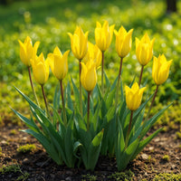 Green boutiQ - Bloembollen - Tulp Sylvestris - Kleur Geel - 20 stuks - Bolmaat 5/6 - XXL Pack